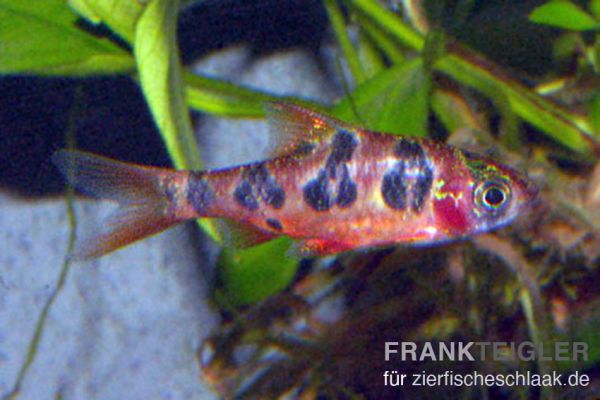 Rhombenbarbe - Barbus rhomboocellatus
